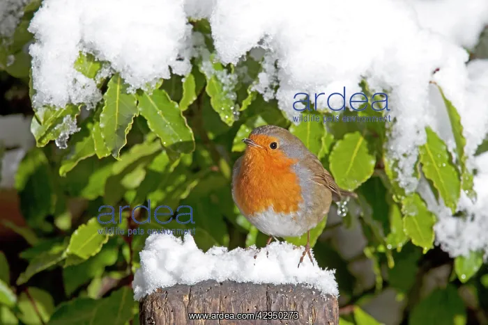  : European Robin - perched on spade handle in snow