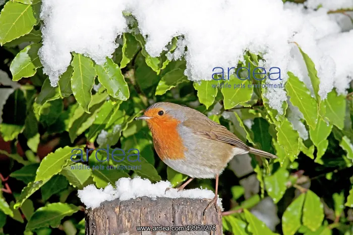 : European Robin - perched on spade handle in snow : European Robin - perched on spade handle in snow