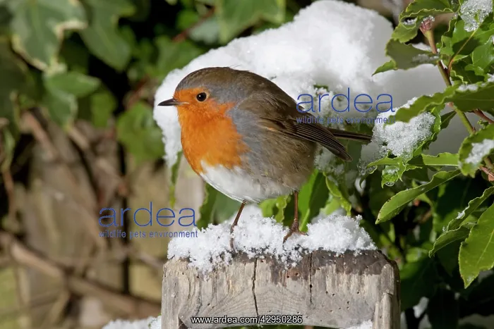 : European Robin - perched on spade handle in snow : European Robin - perched on spade handle in snow