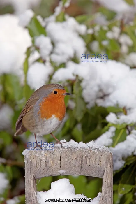 : European Robin - perched on spade handle in snow : European Robin - perched on spade handle in snow