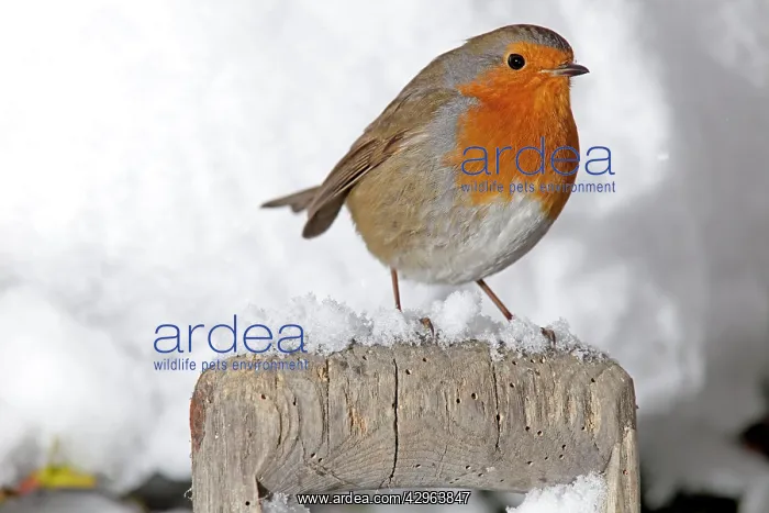 : European Robin - perched on spade handle in snow : European Robin - perched on spade handle in snow