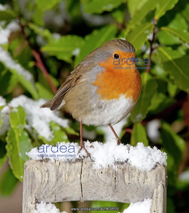 : European Robin - perched on spade handle in snow : European Robin - perched on spade handle in snow