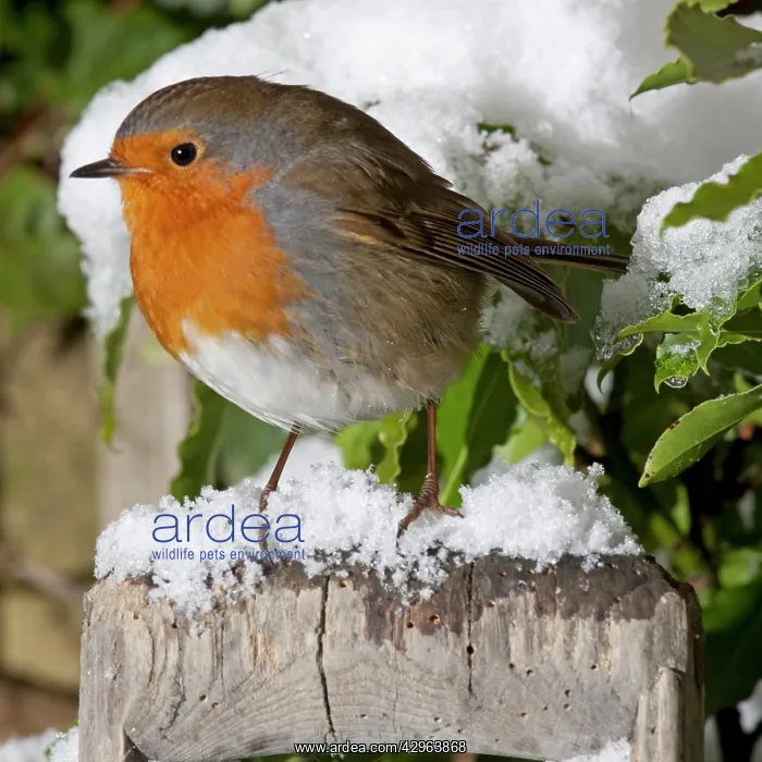 : European Robin - perched on spade handle in snow : European Robin - perched on spade handle in snow