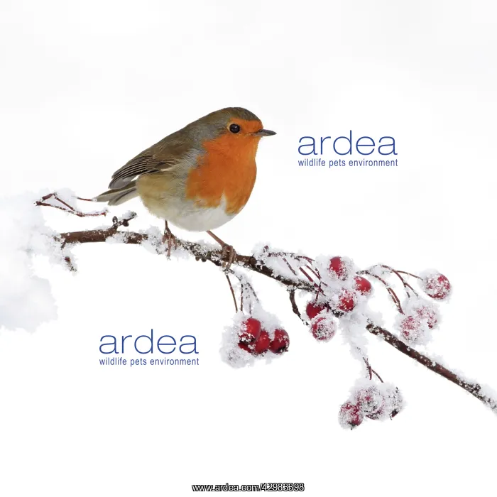 : European Robin - perched on a twig covered in snow : European Robin - perched on a twig covered in snow