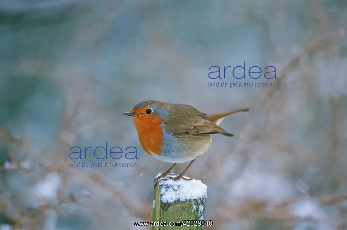 : European ROBIN - on post, in snow : European ROBIN - on post, in snow
