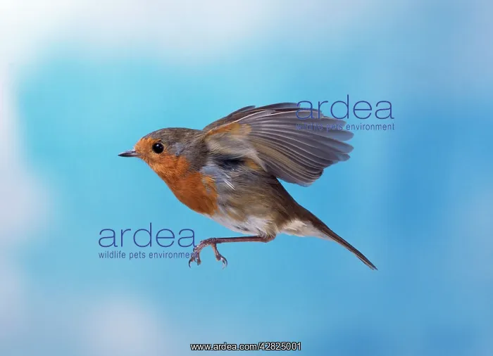 : European ROBIN - side profile, in flight : European ROBIN - side profile, in flight