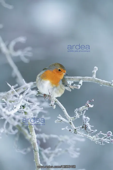  : European Robin - shown perched on frost covered