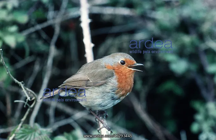 : European ROBIN - singing in tree : European ROBIN - singing in tree