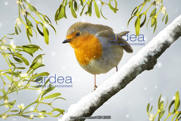 : European Robin - sitting on a tree branch in winter : European Robin - sitting on a tree branch in winter