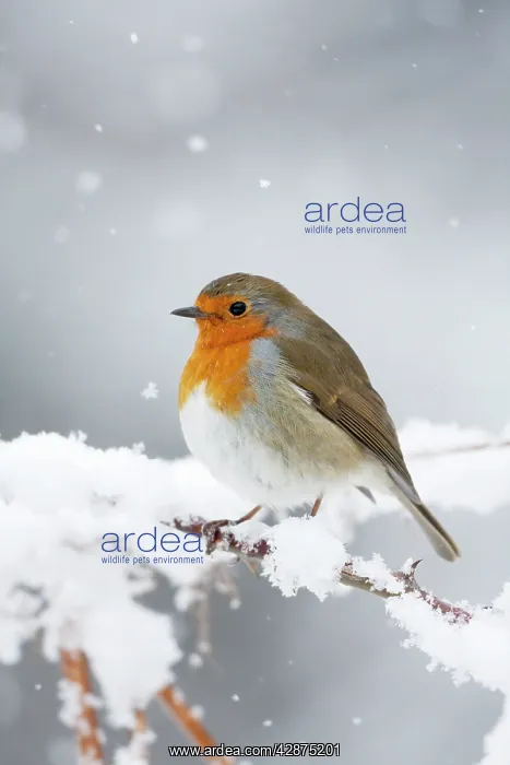 : European Robin in snow - Close-up showing puffed : European Robin in snow - Close-up showing puffed