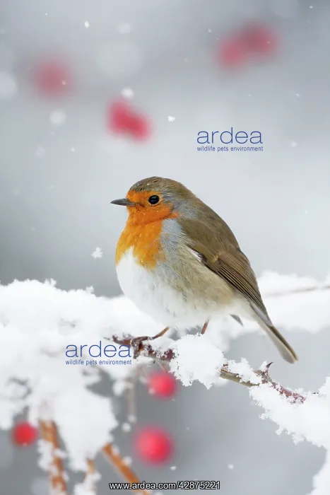 : European Robin in snow - Close-up showing puffed : European Robin in snow - Close-up showing puffed