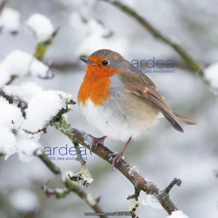 : European Robin in snow - Close-up showing puffed : European Robin in snow - Close-up showing puffed