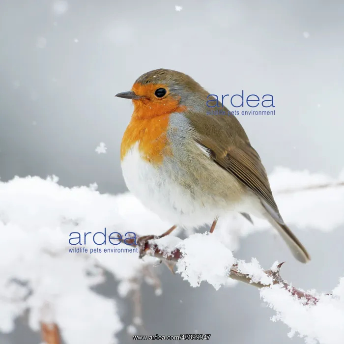 : European Robin in snow - Close-up showing puffed : European Robin in snow - Close-up showing puffed