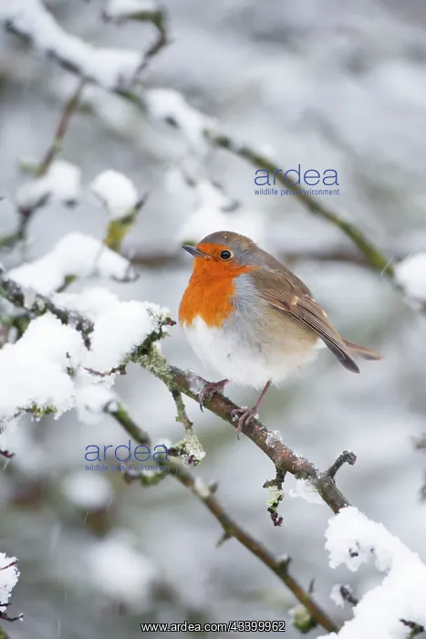 : European Robin in snow - Close-up showing puffed : European Robin in snow - Close-up showing puffed