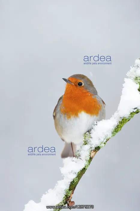 : European Robin in snow - Close-up showing red breast : European Robin in snow - Close-up showing red breast