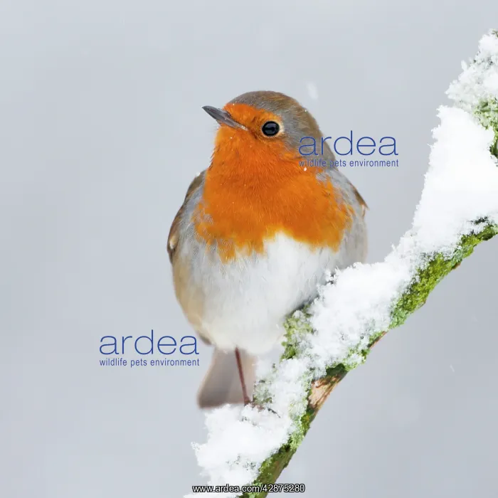 : European Robin in snow - Close-up showing red breast : European Robin in snow - Close-up showing red breast