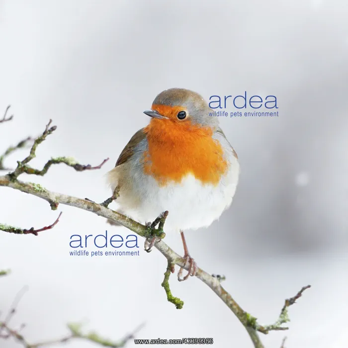 : European Robin in snow - Close-up showing red breast : European Robin in snow - Close-up showing red breast