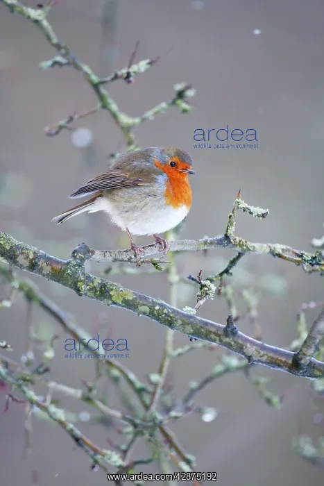  : European Robin - In snow flurry showing bright red breast