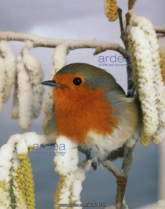 : European ROBIN - On snowy branch : European ROBIN - On snowy branch