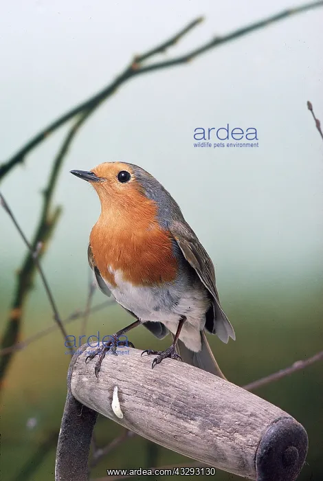 : European ROBIN - on spade handle : European ROBIN - on spade handle