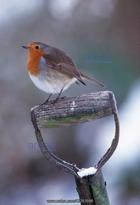 : European ROBIN - ON SPADE HANDLE : European ROBIN - ON SPADE HANDLE