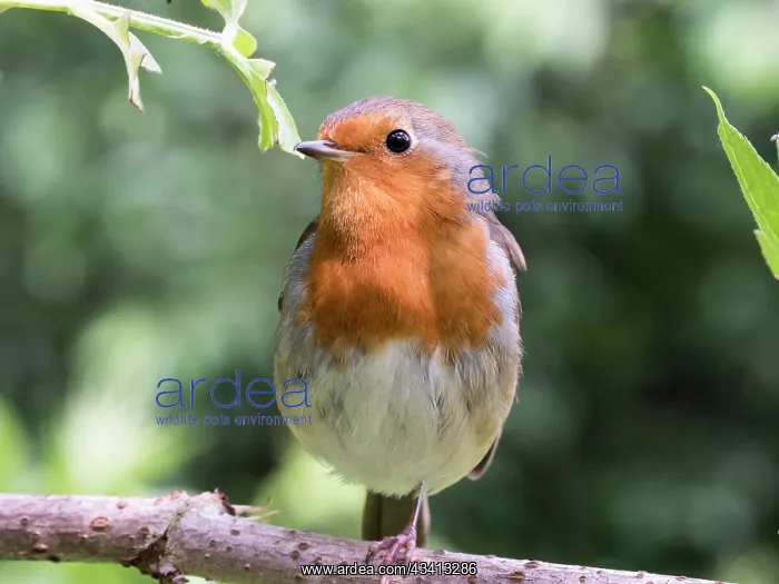 : European Robin - standing on one leg - UK : European Robin - standing on one leg - UK
