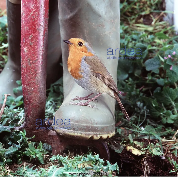 : European ROBIN - standing on wellington boot : European ROBIN - standing on wellington boot