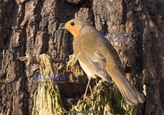  : European robin - UK