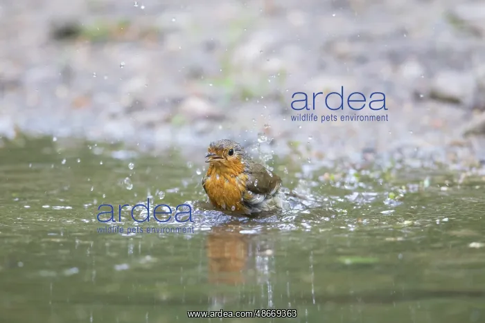 : European Robin water 09 : European Robin water 09