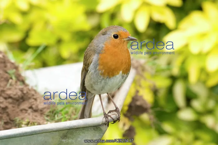: European Robin on wheelbarrow : European Robin on wheelbarrow