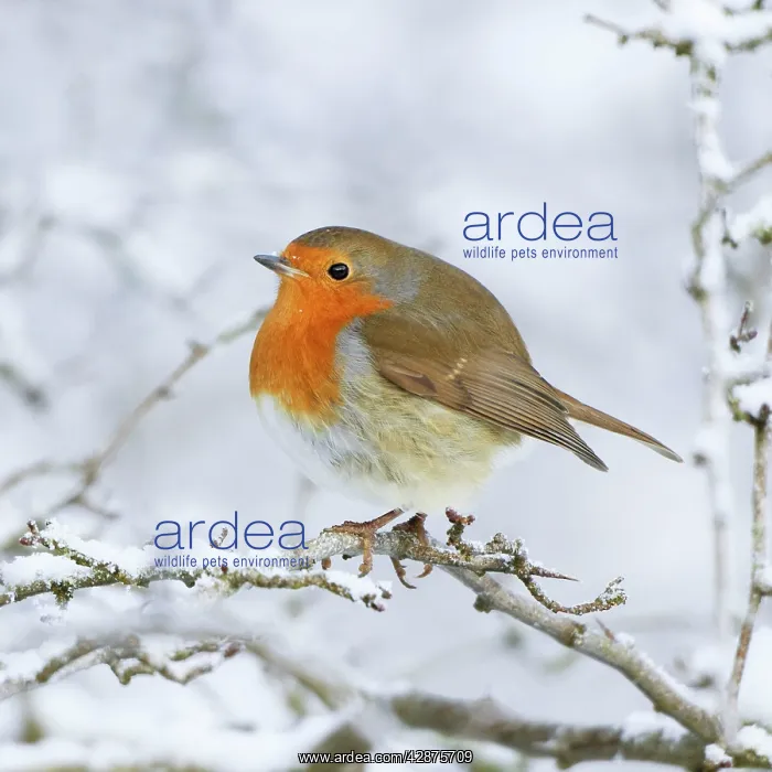 : European Robin - In winter with snow : European Robin - In winter with snow