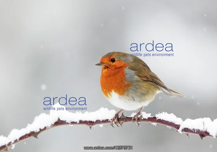: European Robin - In winter with snow : European Robin - In winter with snow