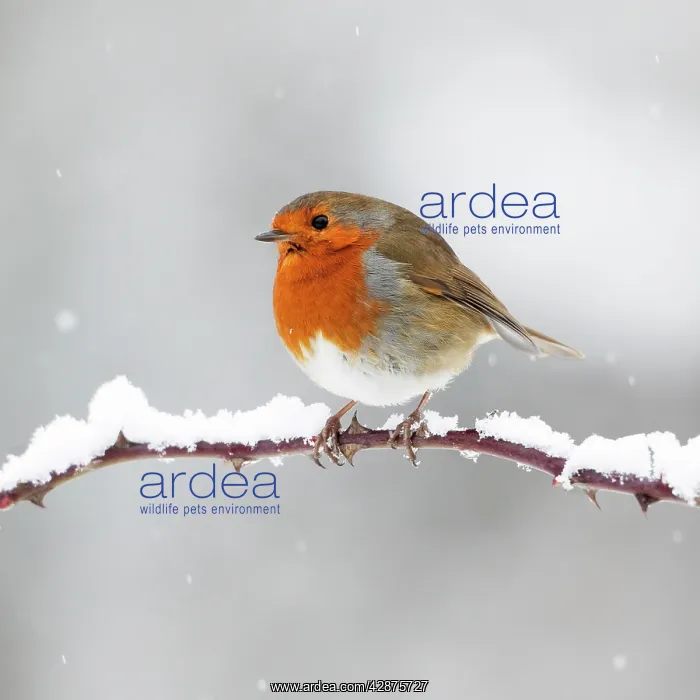 : European Robin - In winter with snow : European Robin - In winter with snow