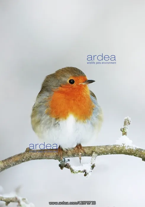 : European Robin - In winter with snow : European Robin - In winter with snow