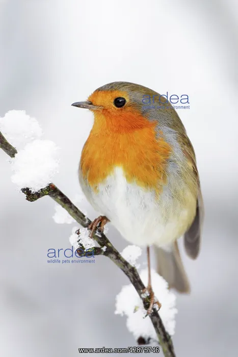 : European Robin - In winter with snow : European Robin - In winter with snow