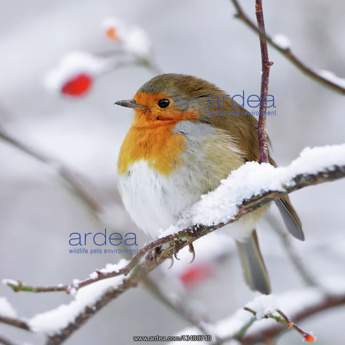 : European Robin - In winter with snow : European Robin - In winter with snow