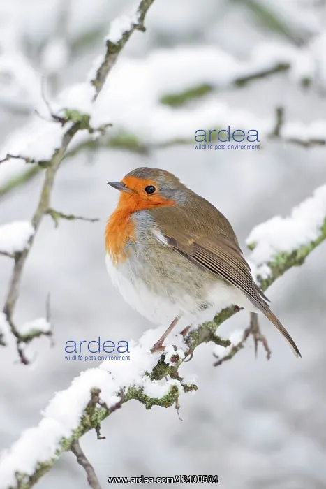 : European Robin - in winter - on snowy branch : European Robin - in winter - on snowy branch