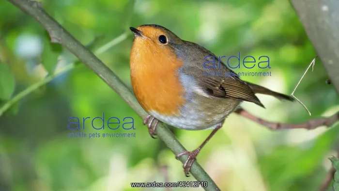 : European Robin - in woodland in Summer - UK : European Robin - in woodland in Summer - UK