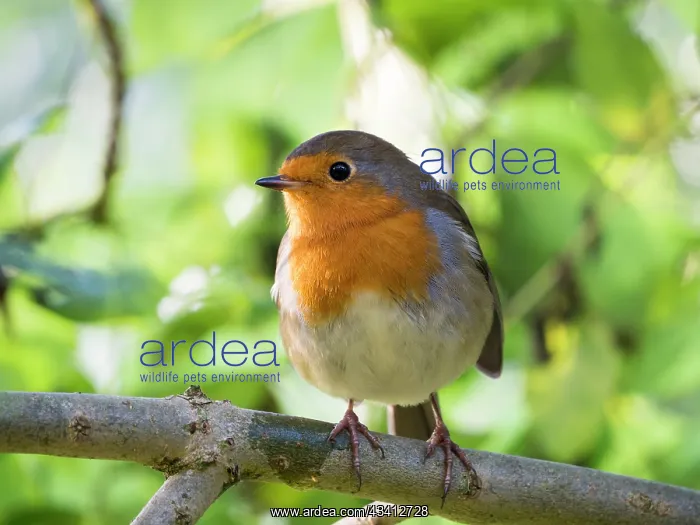 : European Robin - in woodland in Summer - UK : European Robin - in woodland in Summer - UK