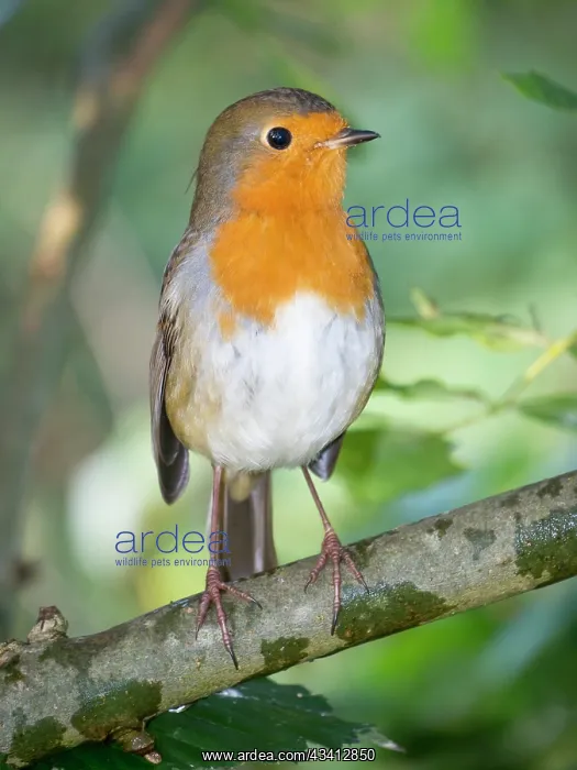 : European Robin - in woodland in Summer - UK : European Robin - in woodland in Summer - UK