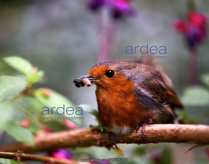  : European Robin with worm in mouth