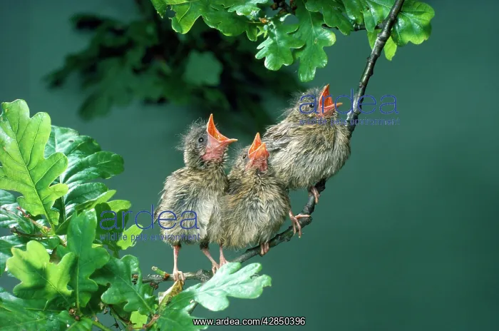  : European ROBIN - three young singing, on branch