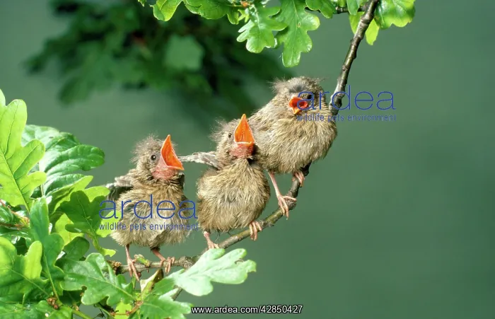 : European ROBIN - three young, singing on branch : European ROBIN - three young, singing on branch