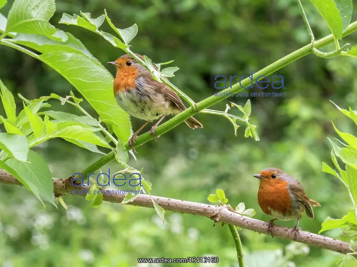 : European Robins - pair perched on elder - UK : European Robins - pair perched on elder - UK