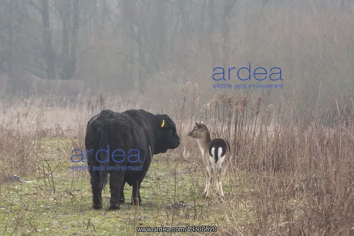 : One European Roe Deer (Capreolus capreolus) and : One European Roe Deer (Capreolus capreolus) and