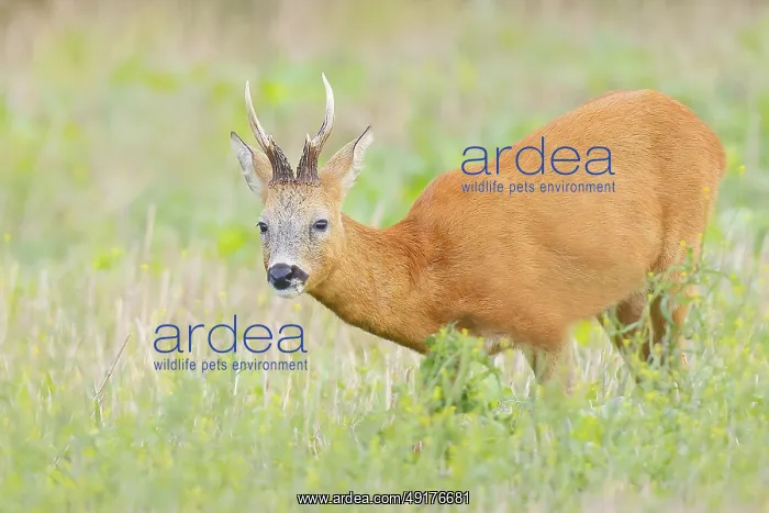 : European roe deer (Capreolus capreolus) : European roe deer (Capreolus capreolus)