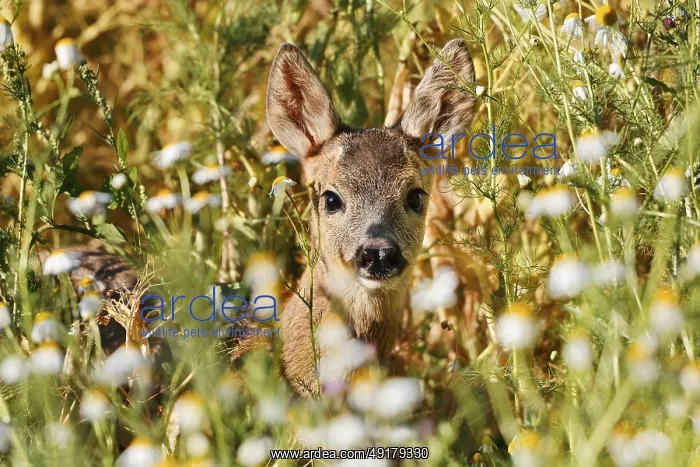 : European roe deer (Capreolus capreolus) : European roe deer (Capreolus capreolus)