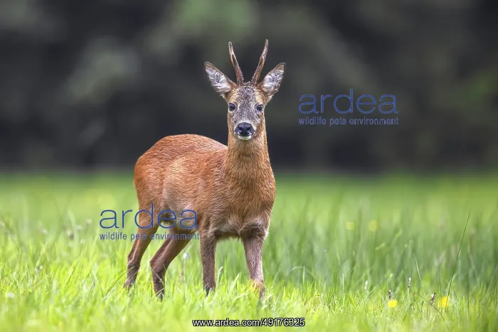 : European roe deer (Capreolus capreolus) adult buck : European roe deer (Capreolus capreolus) adult buck