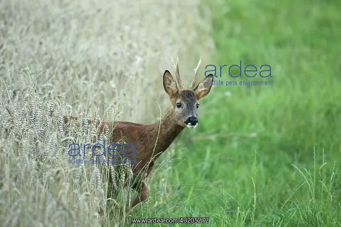 : European roe deer (Capreolus capreolus) buck comes : European roe deer (Capreolus capreolus) buck comes