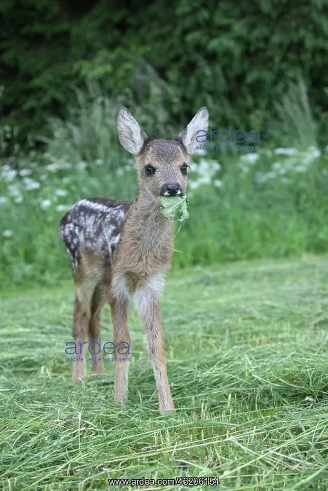 : European roe deer (Capreolus capreolus) ca. 4 we : European roe deer (Capreolus capreolus) ca. 4 we